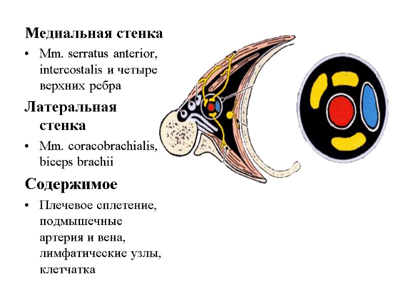 Медиальная стенка  Mm. serratus anterior, intercostalis и четыре верхних ребра  Латеральная стенка